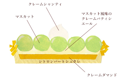タルトマスカット断面図イラスト